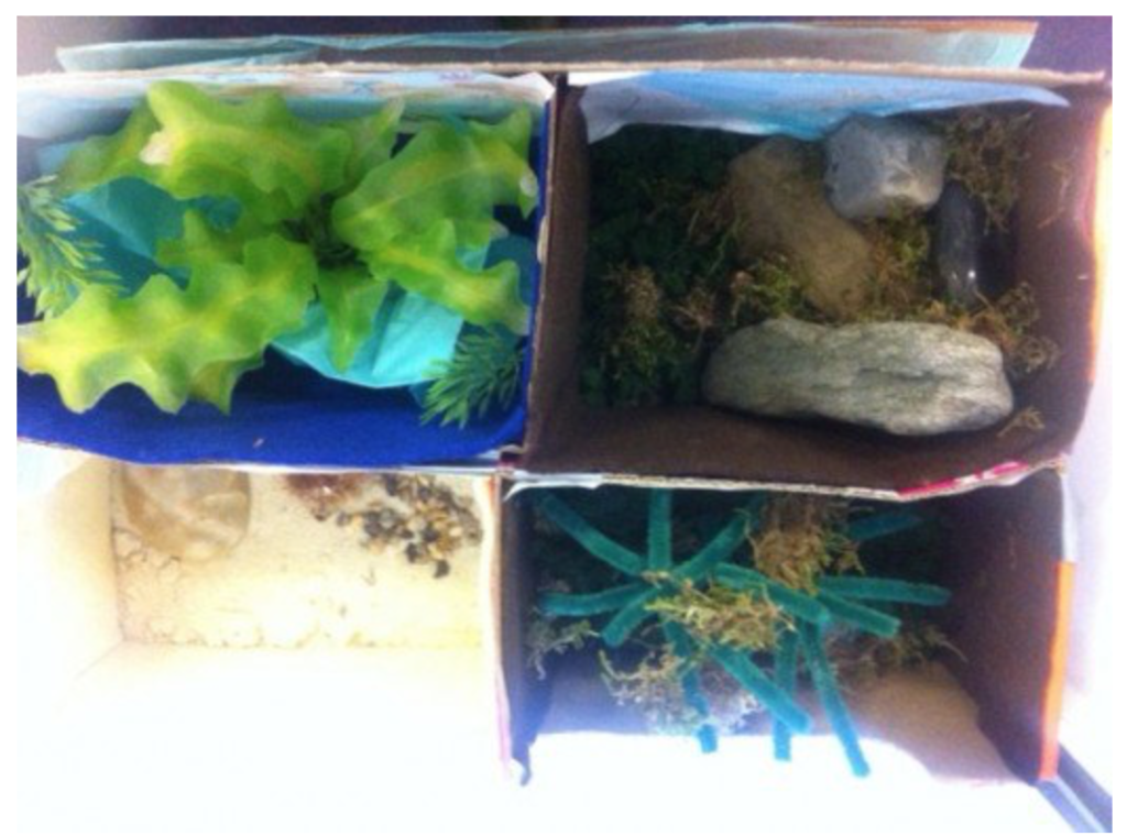 Rainforest Diorama - Ecosystem in a Box