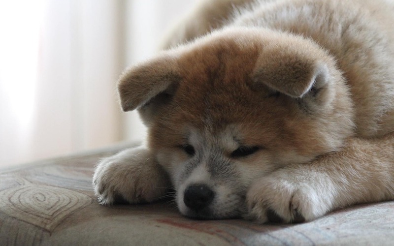 Japanese Akita Puppy