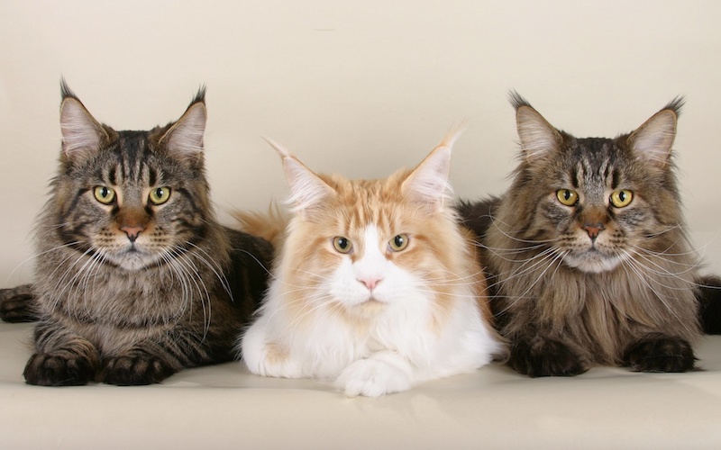 three main coon cats