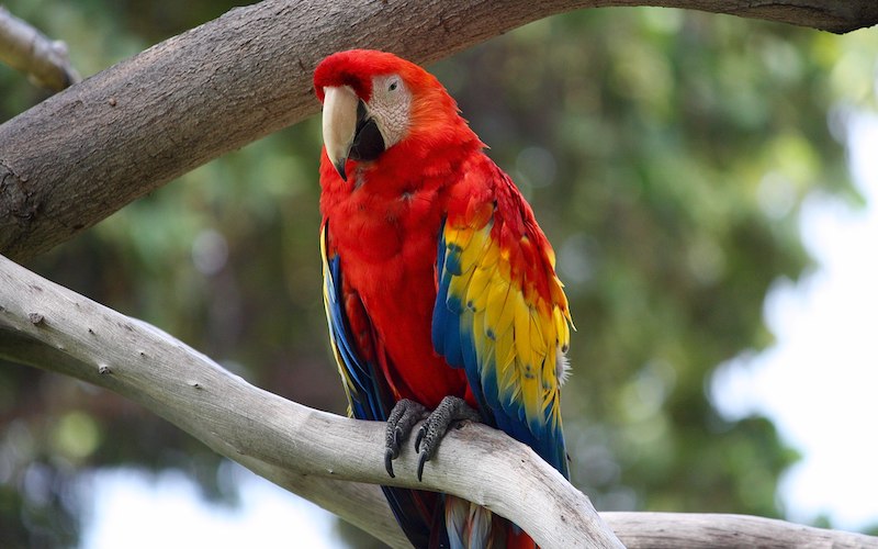 Poison Parrot Psychology